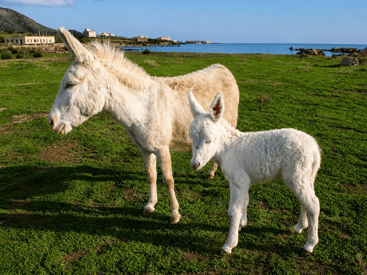 Primo piano di un asinello bianco dell'Asinara con muso rosa e occhi chiari