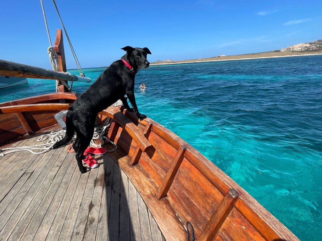 cane bordo gozzo asinara
