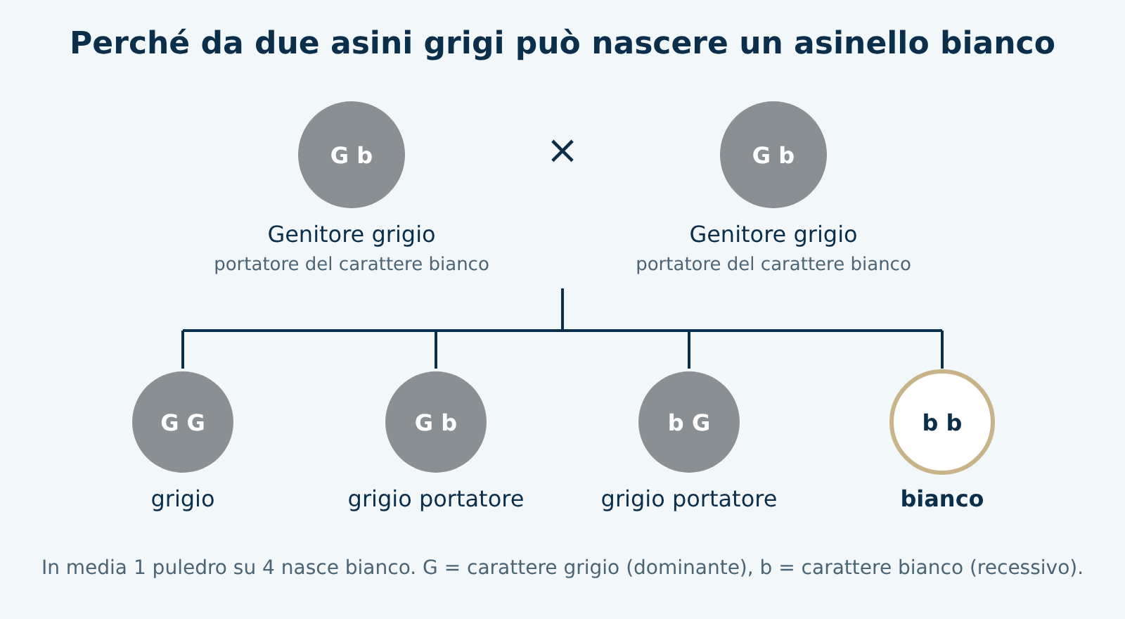 Schema: da due asini grigi portatori può nascere un asinello bianco, in media uno su quattro