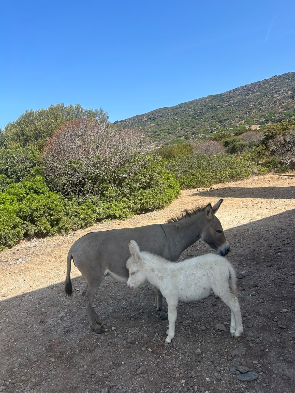 Un asino grigio e un asinello bianco insieme sull'isola dell'Asinara