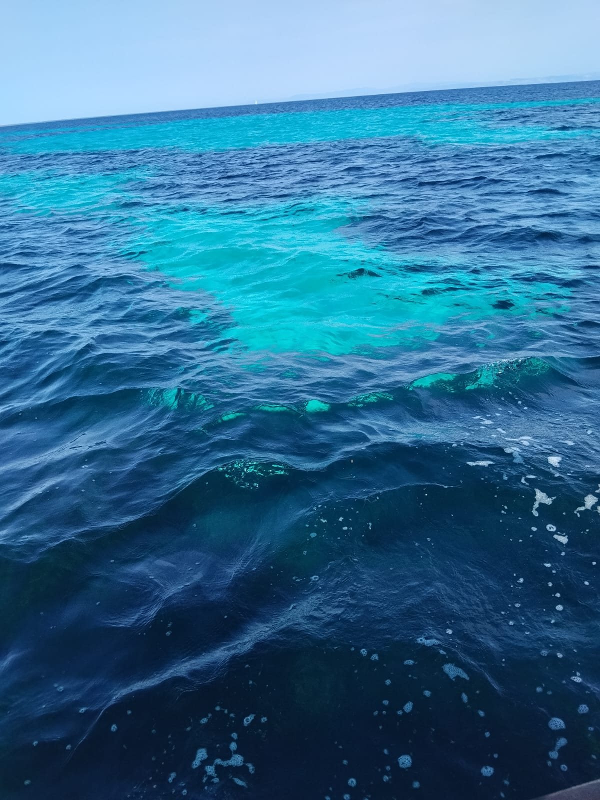 Prateria di posidonia vista dalla barca nel Golfo dell'Asinara
